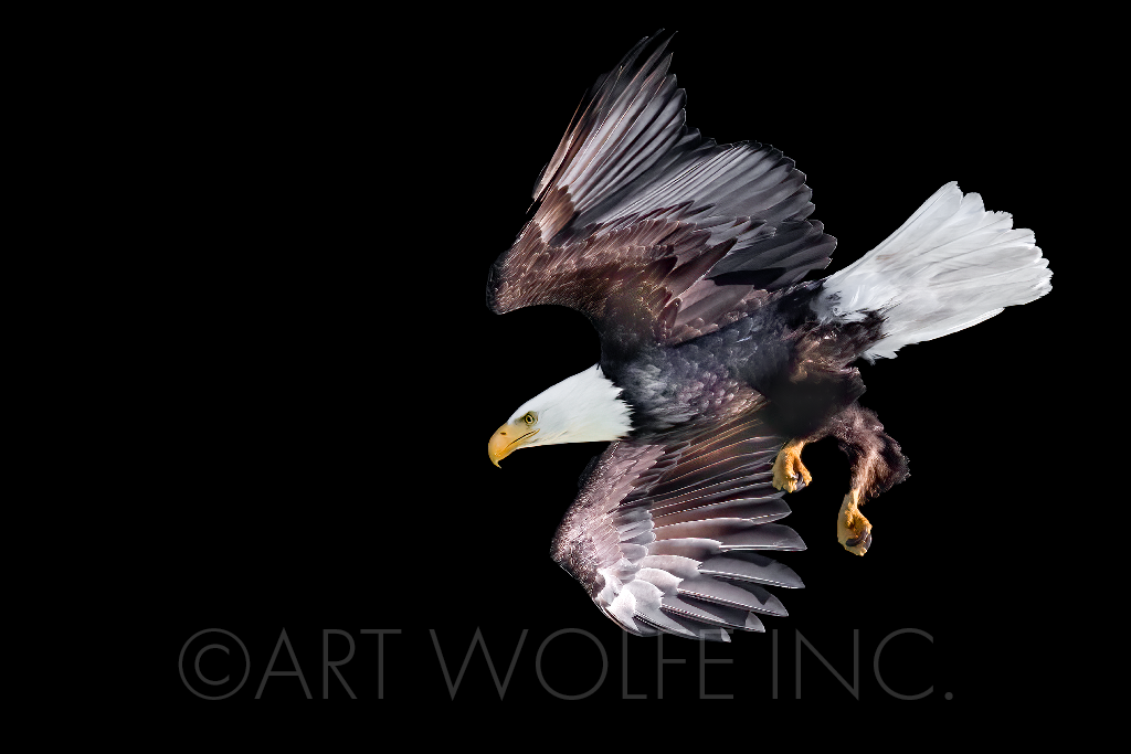 El águila calva (Haliaeetus leucocephalus) buceando a velocidades de hasta 99 mph, el Parque Nacional y Reserva de Glacier Bay, Alaska, EE.UU.