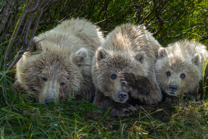 Three young bears, Katmai, Alaska.