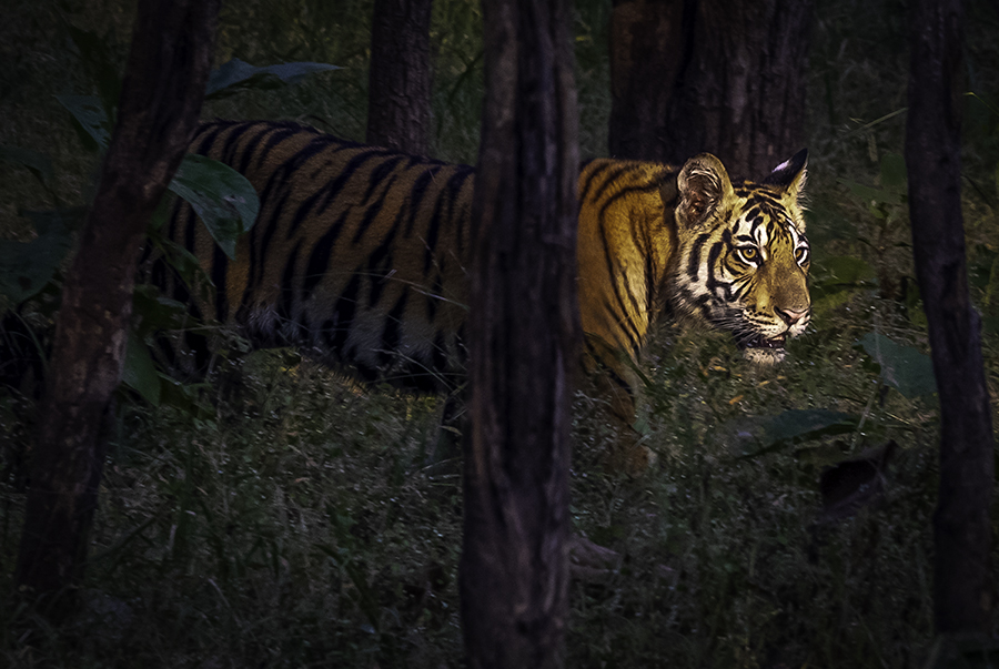 a tiger merging from a shady forest, india