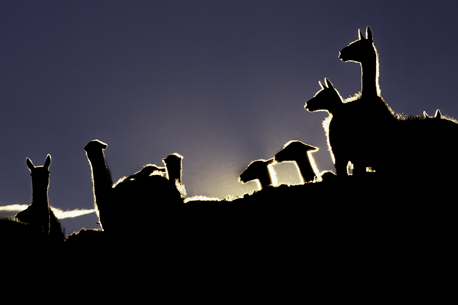 guanacos silhouetted 