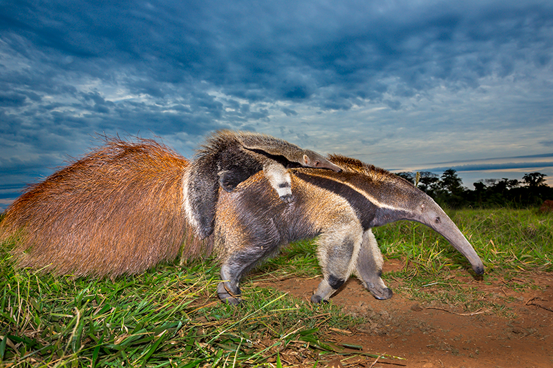 A baby anteater or pup rides on its mother's back. The giant anteater is the largest of the anteaters, reaching up to 140 pounds. Native to Central and South America, they eat tens of thousands of ants and termites each day. While they appear harmless, they can kill a person or fend off a jaguar with a swipe of their powerful tail. Brazil.