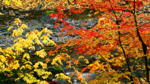 Olympic Peninsula Fall Color