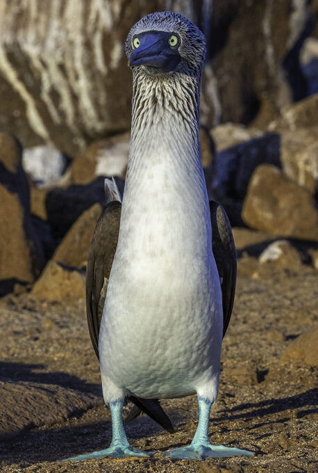 Blue-footed booby - Art Wolfe
