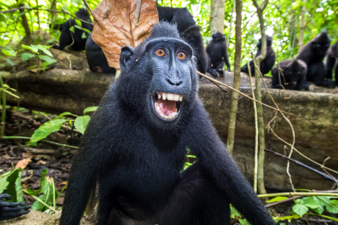Celebes crested macaque - Art Wolfe