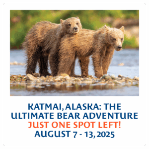Katmai, Alaska: The Ultimate Bear Adventure. Just One Spot Left! August 7-13, 2025