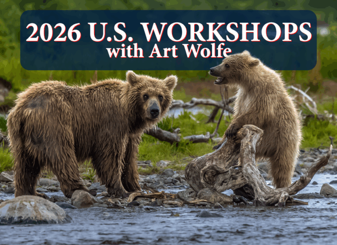 2026 U.S. Workshops with Art Wolfe
Two Brown Bears, Katmai, Alaska.