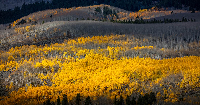 Fall Color paints the trees of Colorado