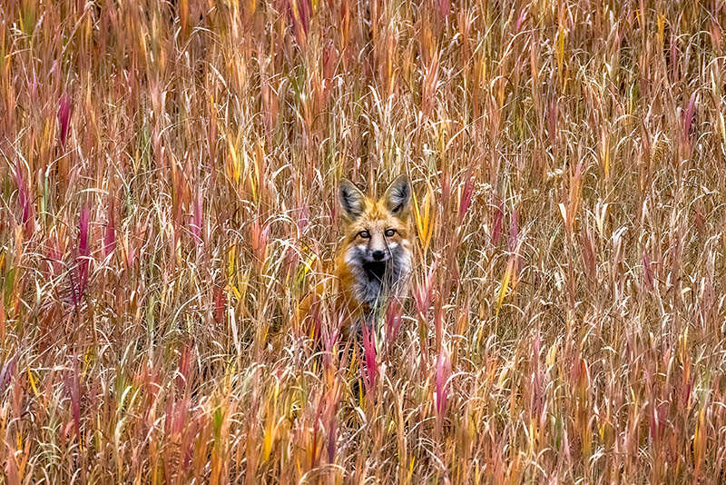 Red fox peaks out of the tall grass, yellowstone